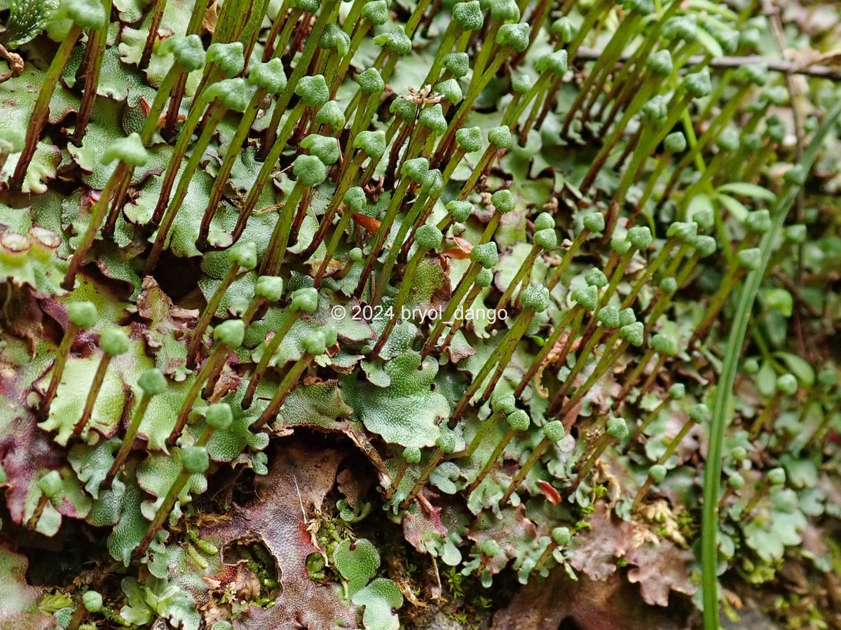 雌器托をつけたフタバネゼニゴケ Marchantia paleacea subsp. diptera, female plants