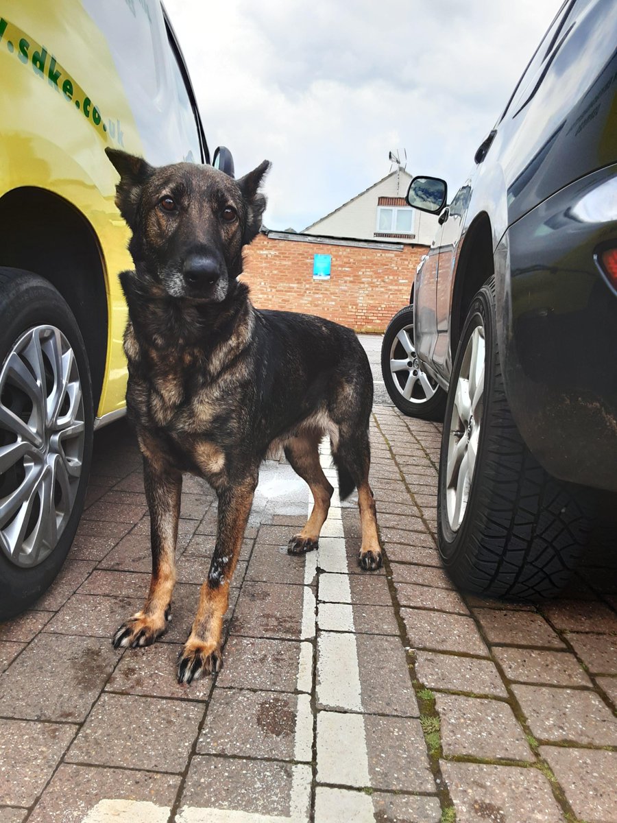 Please retweet to help FIND THE OWNER OR A RESCUE SPACE FOR THIS STRAY DOG FOUND #BIGGLESWADE #BEDFORDSHIRE #UK Female, GERMAN SHEPHERD CHIP NOT REGISTERED found April 15. She could be missing or stolen from another region, please share widely. Proof of ownership required.