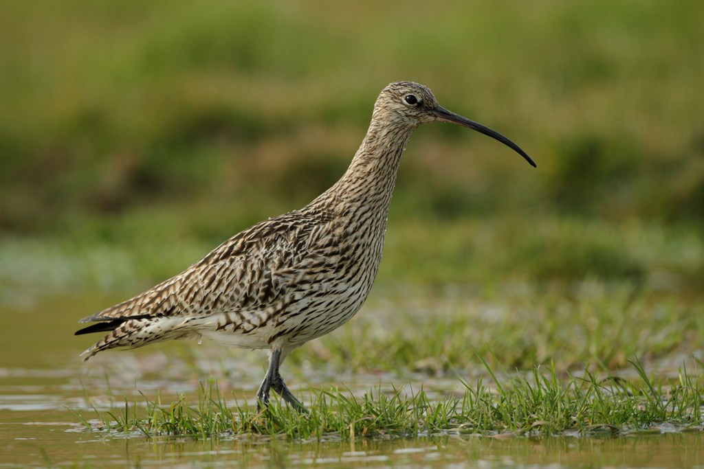 Happy #WorldCurlewDay! 🐤 We're not only celebrating Curlew success, but we're also highlighting the incredible efforts of our staff, farmers, and volunteers. Together, we've ensured habitat management and farming practices to support Curlew in Fermanagh and the Antrim Plateau.