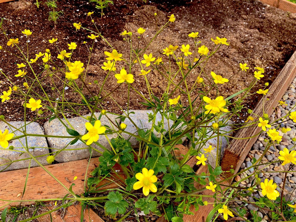 If a flower grows on the path, I allow it. I make everyone walk around it. The western buttercup, Ranunculus occidentalis Nutt., a native plant that grows on the downhill side of the garden. Good for a rain garden. #pacificnorthwest #gardening #raingarden #flowers #garden #flora