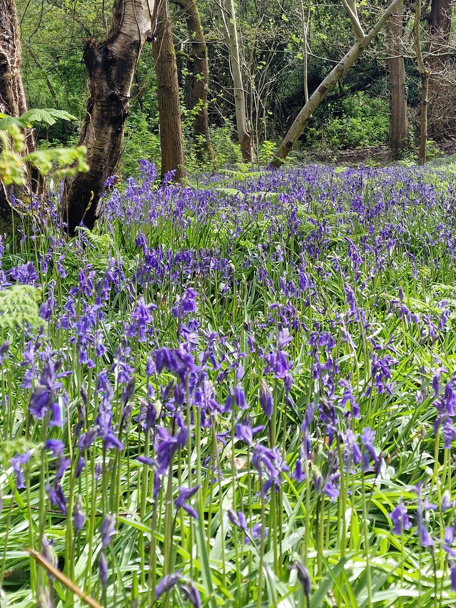 It's #bluebell time at #moseleybog @WTBBC