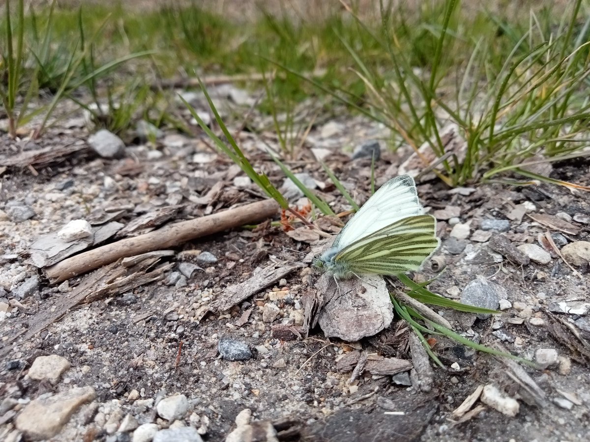 Green-veined white, downed by a passing cloud. @BC_Dorset