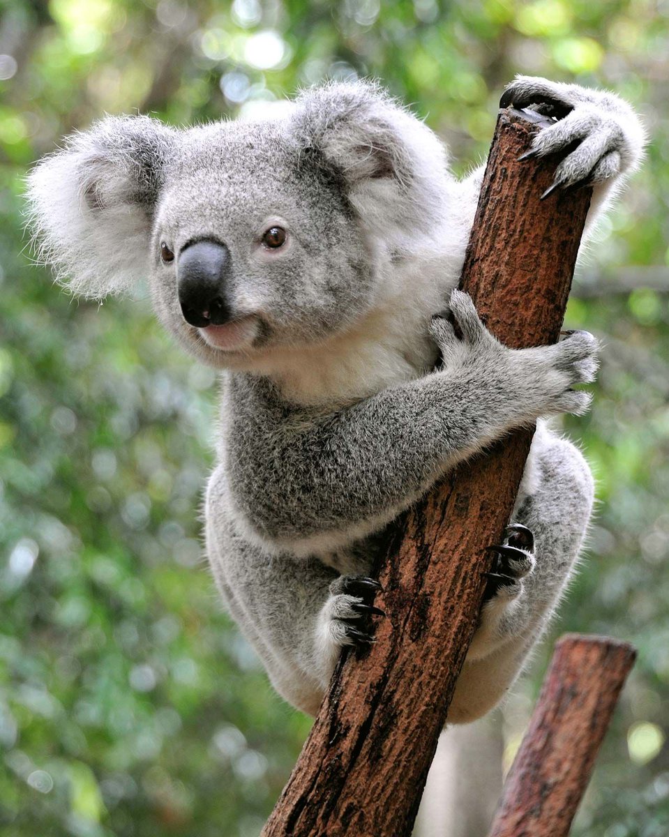 koalalar eslerini baska koala ile gordukleri zaman sinir krizi gecirirler