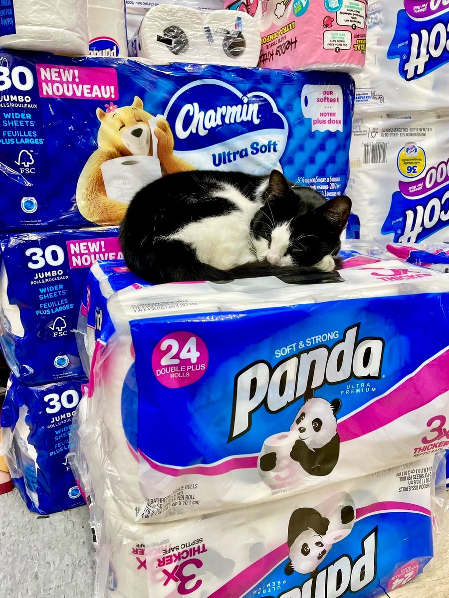 Bodega Cats (@Bodegacats_) on Twitter photo 2024-04-20 14:51:32