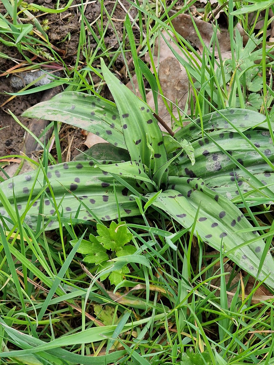 1st green-winged #orchid in Joys Wood Meadow and the promise of common spotted @EcoRecording @wtbbc