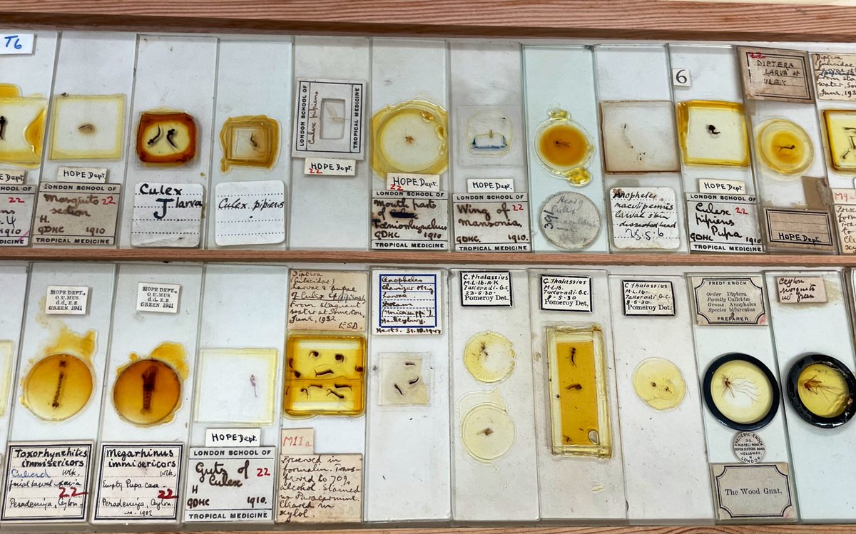 Pupa, larva, guts, skins, heads, wings, adults and the mouthparts of mosquitoes🦟

Some of the Culicidae slide Coll at @morethanadodo 

So much info here 👊🤓

#NatSCA2024 @Nat_SCA