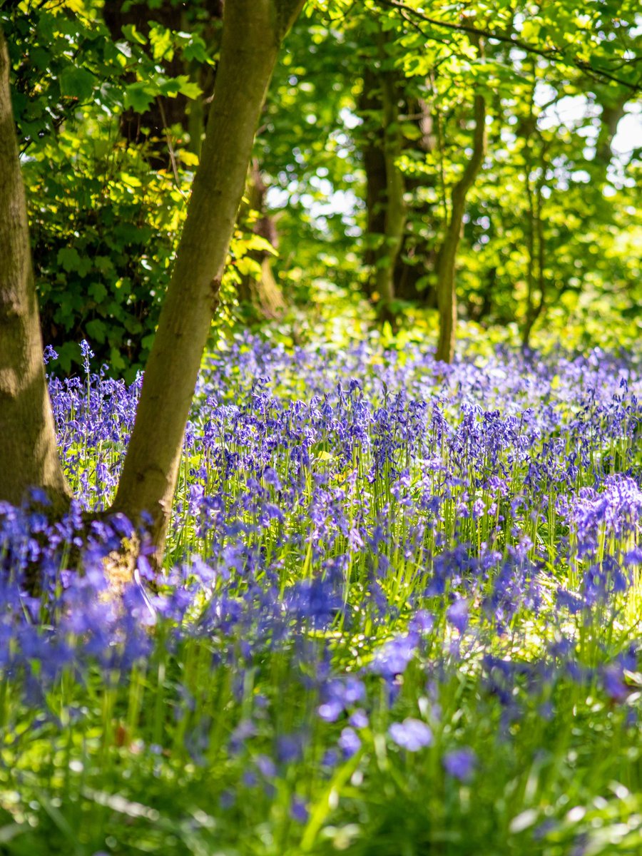 Bluebells are beginning to look their beautiful best! Do you have a favourite place to enjoy their brilliant blue carpets? A simply stunning sight during April and May, did you know the UK is home to more than half the world’s population of bluebells? How lucky we are!