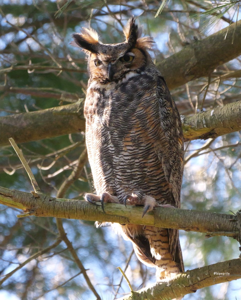 I believe this Great Horned Owl is one of the two that I photographed last year quite a lot. The nest is few trees down last year's nest. No signs of owlets yet but they might be up there. Northport, Long Island, NY #owls #birdphotography #birding #birdwatching #birds