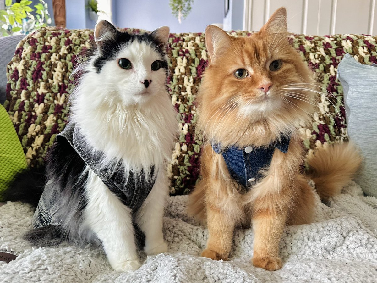 Rebels with claws. #Caturday #theoreocat #CatsOfX