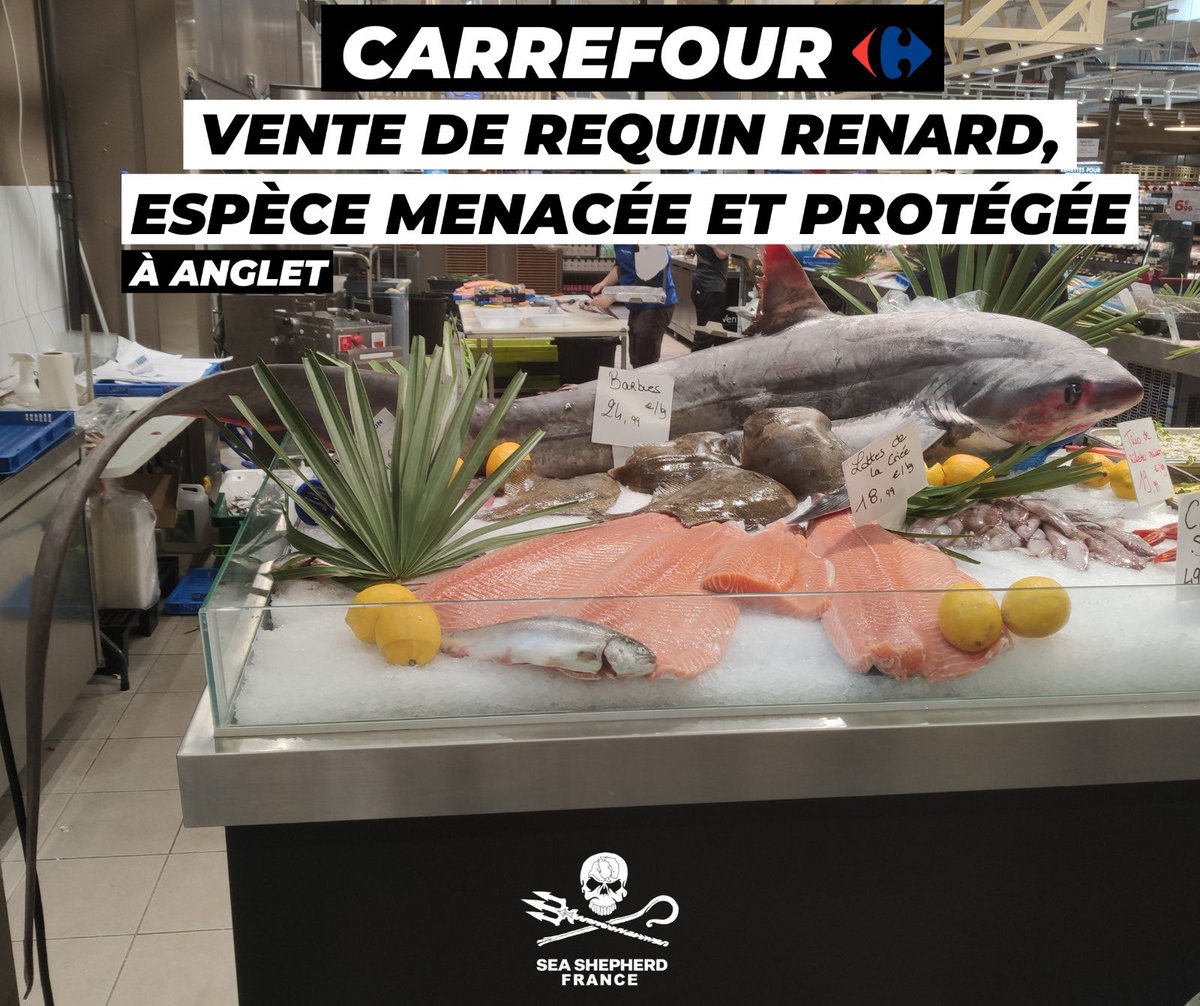 CARREFOUR : VENTE DE REQUIN RENARD, ESPÈCE MENACÉE ET PROTÉGÉE À ANGLET  Un requin renard, espèce menacée et protégée par une interdiction de pêche ciblée, nous a été signalé ce jour au @CarrefourFrance D’Anglet BAB2.   👉 Comment l’enseigne Carrefour qui déclare pourtant sur