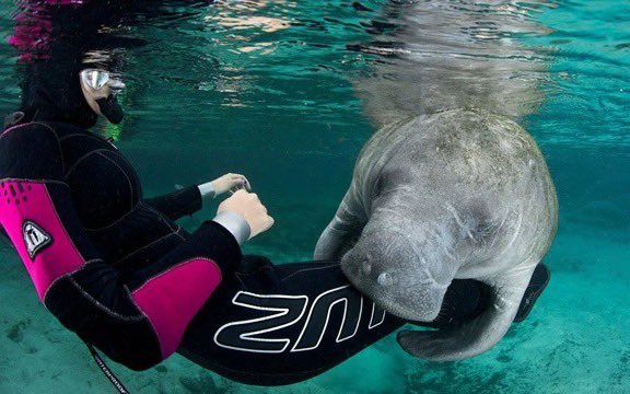 astraterra_'s tweet photo. @AMAZlNGNATURE Manatees just love to hug

The reason we can’t hug them back is because there’s a probability that they’d get used to humans and could swim near boats and get injured by the motors

Such a pity… https://t.co/3SMpC1536y