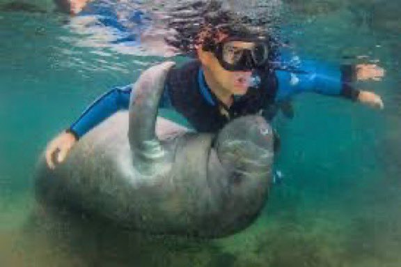 @AMAZlNGNATURE Manatees just love to hug The reason we can’t hug them back is because there’s a probability that they’d get used to humans and could swim near boats and get injured by the motors Such a pity…