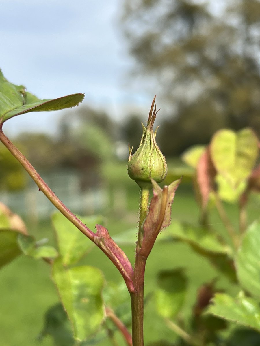 Happy dance time. The roses are beginning to bud AND the sun is shining. #roses