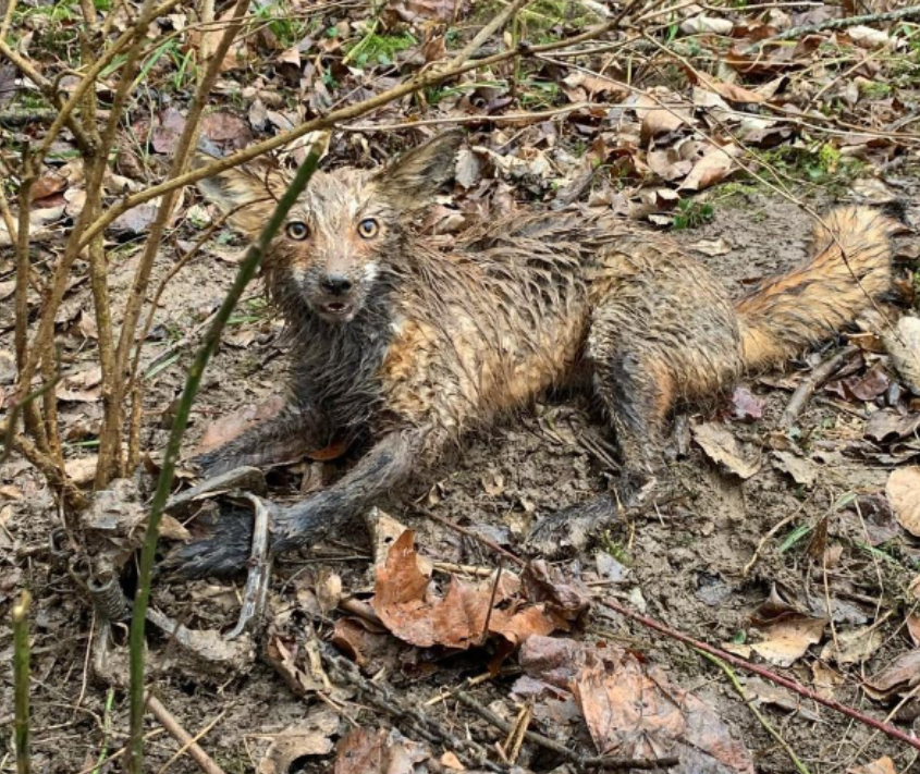 In New Hampshire there is concern that fox populations are in decline. They are trapped, hunted, and killed by people because of backyard poultry issues. Plus they fight rodenticide poisoning. We should do better by foxes! #NHCART #BanTrapping #Coexist
