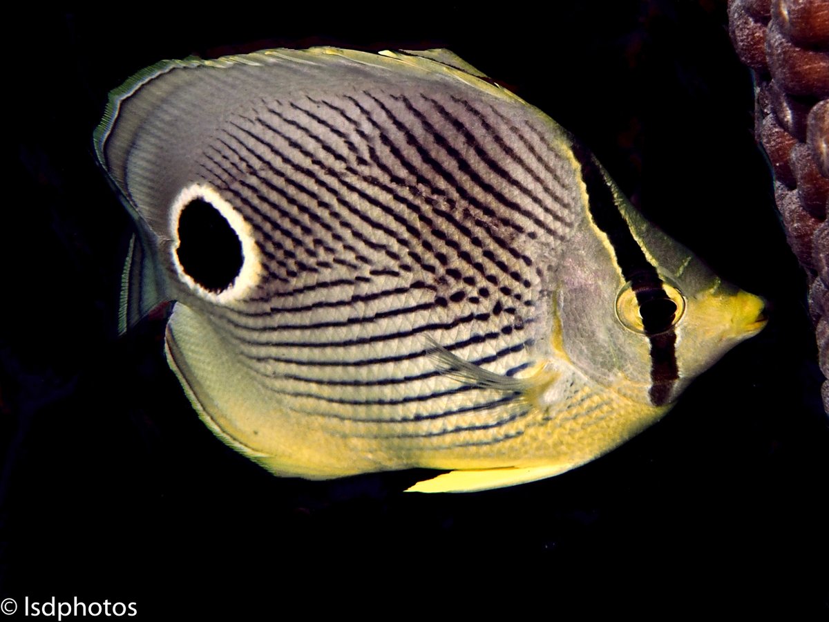 Featured Photos: Butterfly Fish

#scuba #scubadiving #underwaterphotography #saintlucia #stlucia #divesaintlucia #marinelife #ocean #islandlife #PADI #photography #butterflyfish