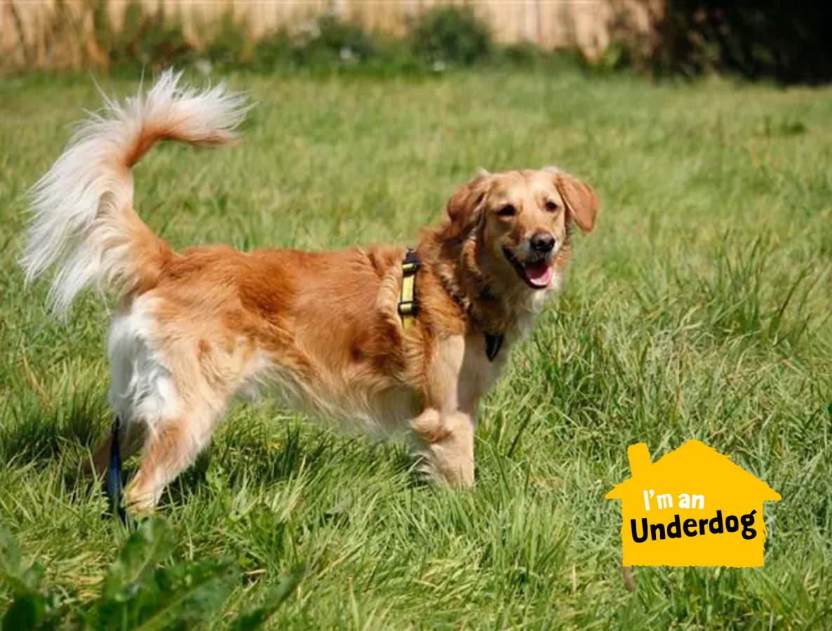 Bentley is an adventurous boy who is looking for a quiet home where he can continue his training. This intelligent pooch travels well in the car, loves his trips to the beach and exploring with his nose 💛 @DT_Darlington📍 bit.ly/49DzlA1