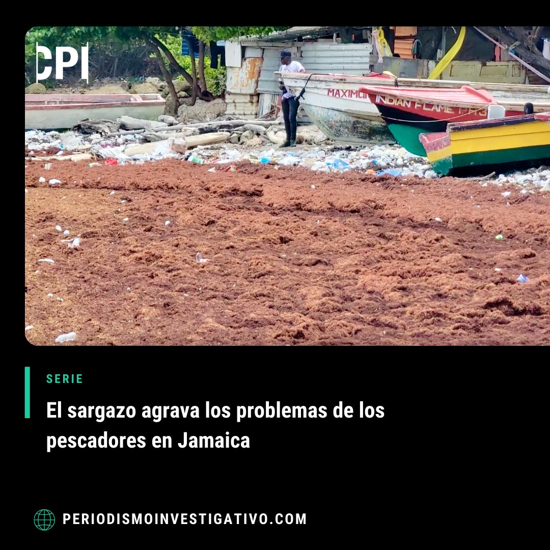 Los pescadores de todo el Caribe han experimentado problemas similares desde que en el 2011 comenzaron a llegar las afluencias masivas de sargazo a la región. Lee la investigación de la periodista Krista Campbell.  ow.ly/cvCc50RkbGU