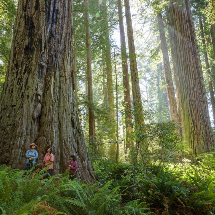 🌲It's begun! All National Parks have free admission today in honor of #NationalParksWeek, a celebration of national parks from April 20–28. Look for special events all week long!✨ Learn more: i.mtr.cool/zmouojjypj  📷@NatlParkService📍Lady Bird Johnson Grove,  @RedwoodsNPS