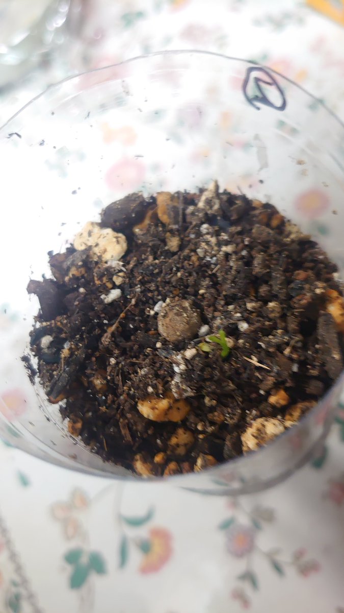 HMHistory2018's tweet photo. デコポンの種が出根し、土に植えてから約二週間。ついに発芽しました！
写真は三日前～今日までの４日間のもので、二日前は葉っぱがあるのかも見えませんでしたが、その後すくすく育ちしっかり葉っぱになりました。
実はデコポンの他にもレモン、かぼす、唐辛子にも挑戦し始めました！
今後が楽しみ！ https://t.co/TQSZ4PeuCk