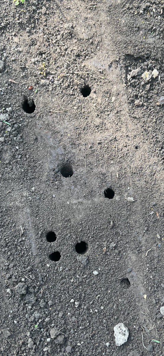 My husband was working in the yard yesterday and uncovered THESE! Cicada Emergence Holes! Although our dear Horticulture Expert @ABC7Chicago @jenngriessbrenn @ChaletNursery says to think of it like “free core-aeration service.”