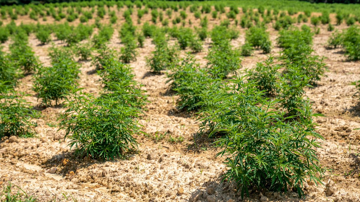 There’s hasn't been a whole lot of research about its drought tolerance since until recently it’s been, you know, illegal. This study digs into the physiological parameters that impact drought tolerance in Cannabis sativa L, and we think it’s pretty interesting. #420