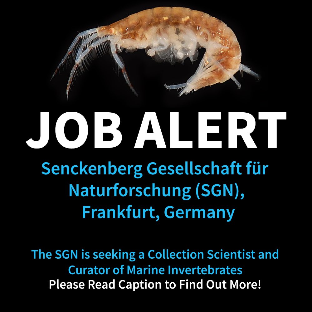 Exciting job opportunity!🦀 Join the Senckenberg Gesellschaft für Naturforschung in Frankfurt as a Collection Scientist and Curator of Marine Invertebrates. Apply by May 30, 2024. More info here: senckenberg.de/de/karriere/wi… ￼ 📷 Smithsonian Environmental Research Center (CC)