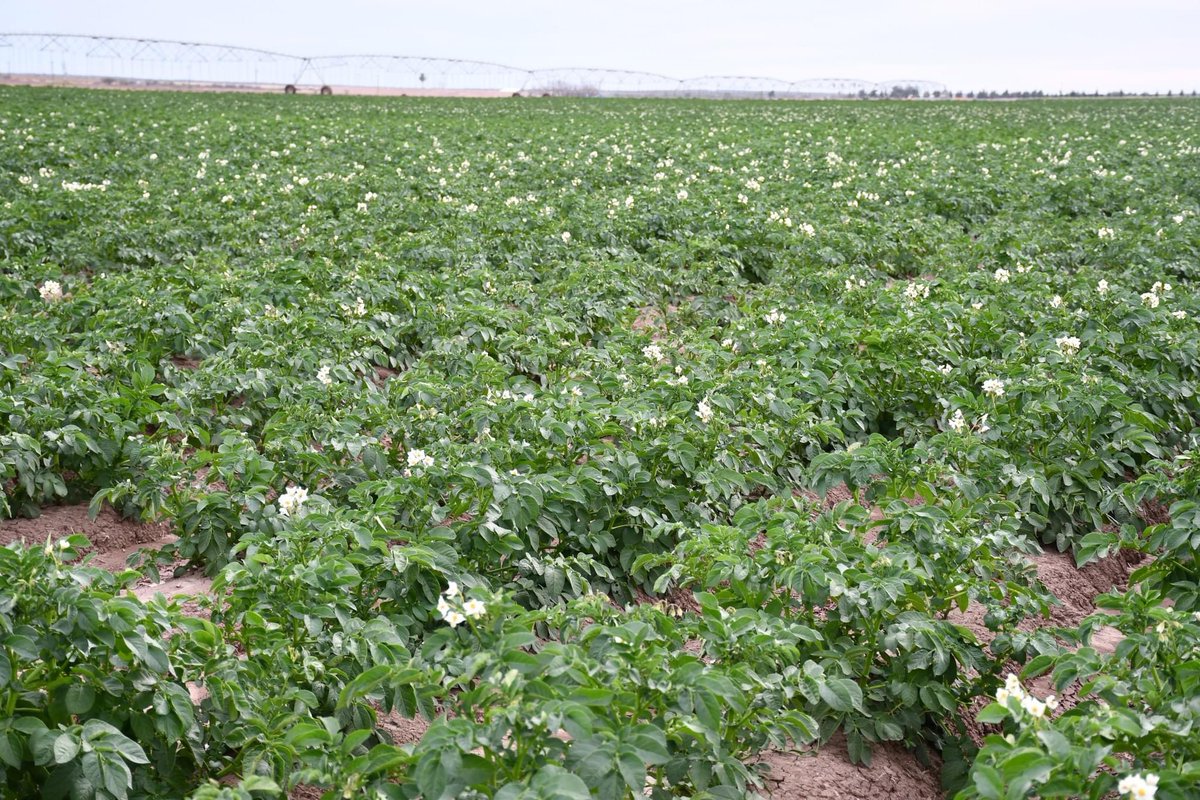 #BajaCaliforniaSur es una región próspera, con 1,400 hectáreas dedicadas al cultivo de papa, produciendo anualmente 50 mil toneladas, con un valor aproximado de 580 millones de pesos. Este sector no solo crea empleos, sino que también impulsa la economía de Sudcalifornia.