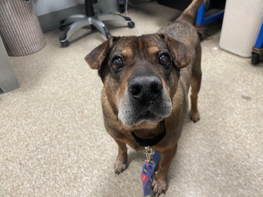 The heartless people running sh*thole NYCACC have it out for this senior fellow whose owner died. Rufus was loved dearly & now they want to kill him as if he were a piece of trash. Pls share & pledge so we can get this dear boy to a safe haven. We simply can’t allow him to die.