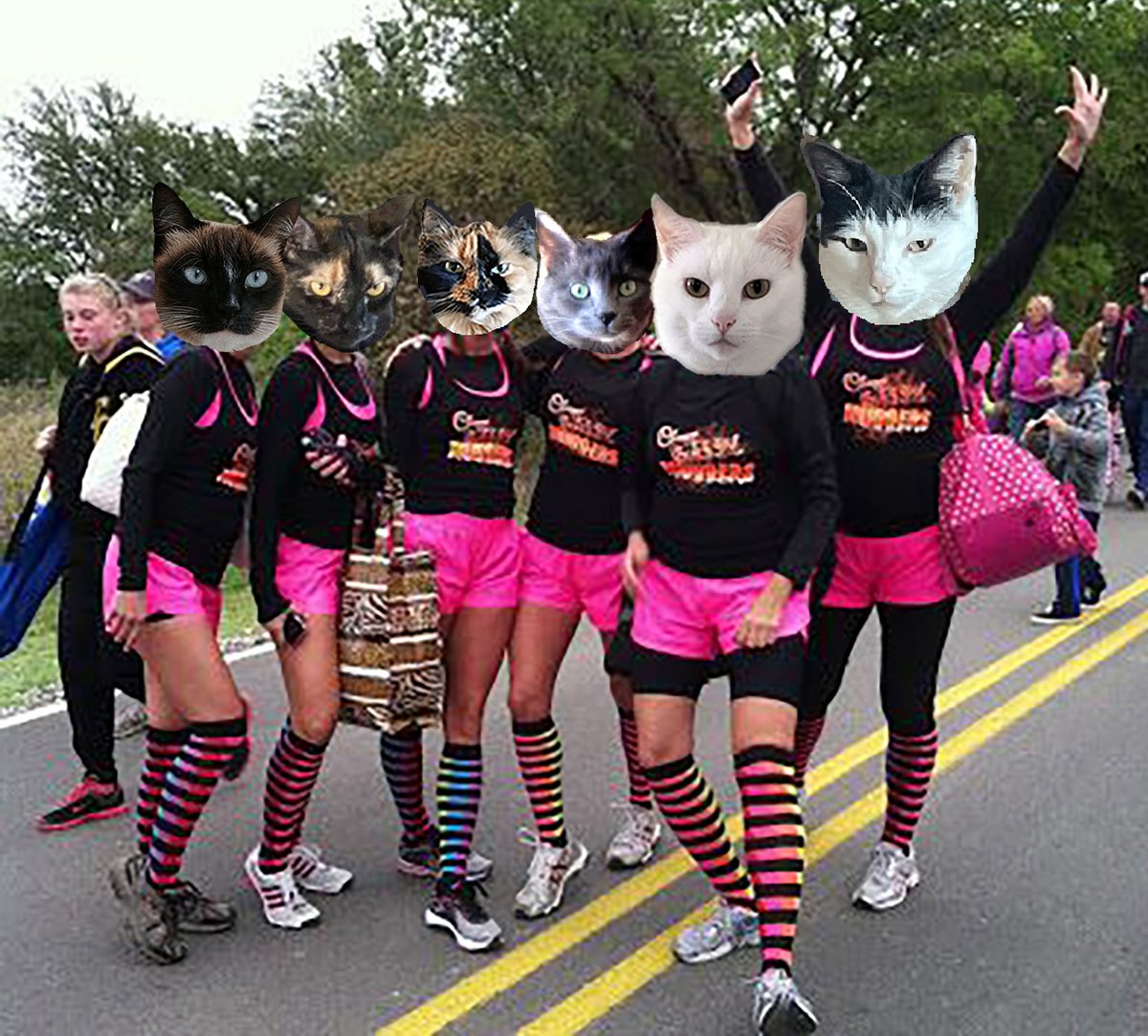 #zzst @catsrule0 @MauSupercat @JennyNicholas4 @GeneralBazz @gensbazzbiddy @AviwhiteGSD Heheh, the girls are ready for the 100 mile walk. We can do it, we strong ladies. Hup Two Three Four and off we go.