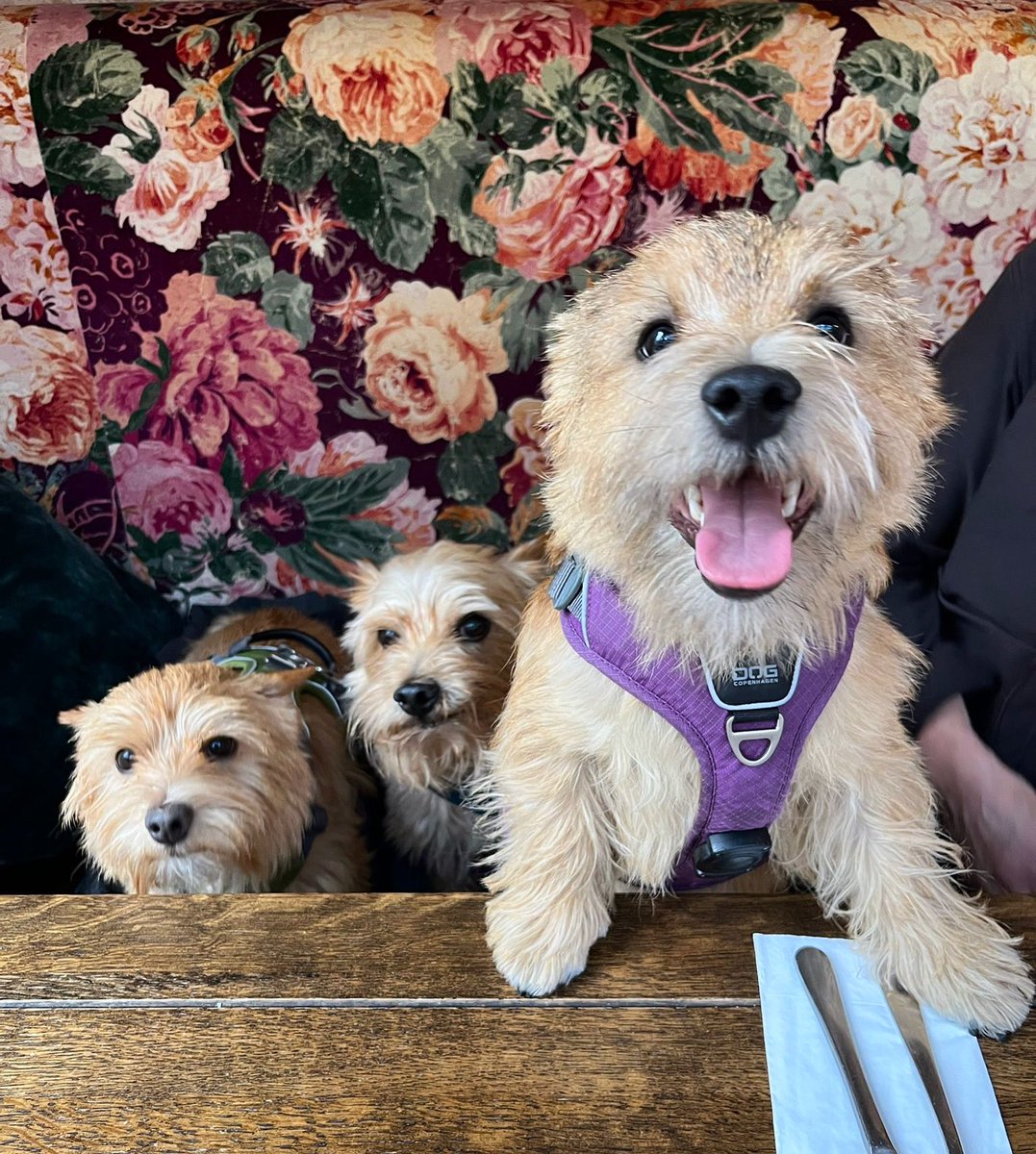 Paws what you’re doing for sec, and enjoy these super cute pups 🐕 Taking your four-legged friend out for a walk? Why not pop in for a pit stop pint?! 🍻 #pubdogs #cutedogs #bringusyourdogs #dogfriendly #pub #greenwich #saturdaymood