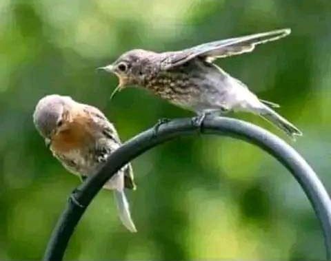 PancheliusP's tweet photo. @__abdulazack Sisi wala hata hatuongei kabisa https://t.co/3m7PMTcSAE