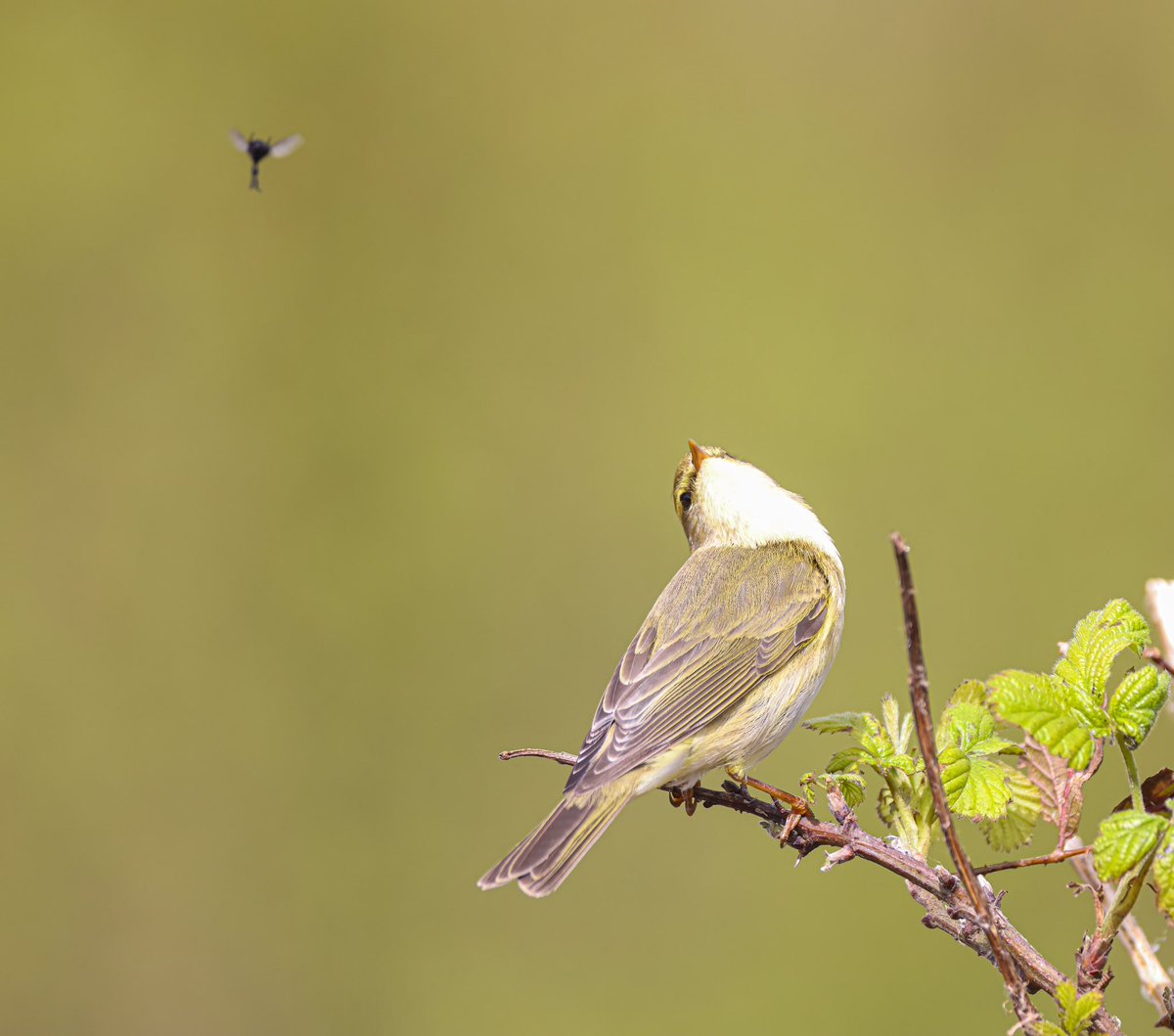 Todays thread, photobombed 😂 I’ll start with this Willow Warbler earlier today
