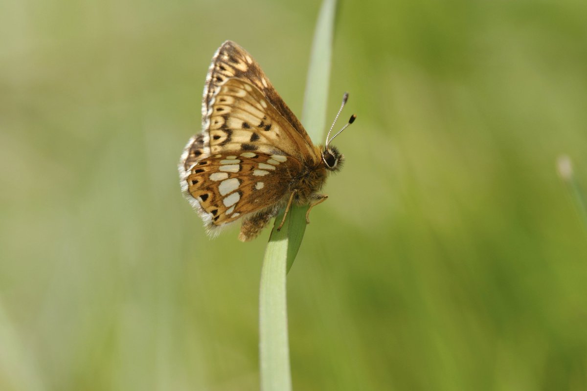 mawoodley's tweet photo. The Duke of Burgundy is out at Rodborough!
@savebutterflies
@ukbutterflies
@GlosWildlife
@BC_Glos https://t.co/X1yk03NUS3