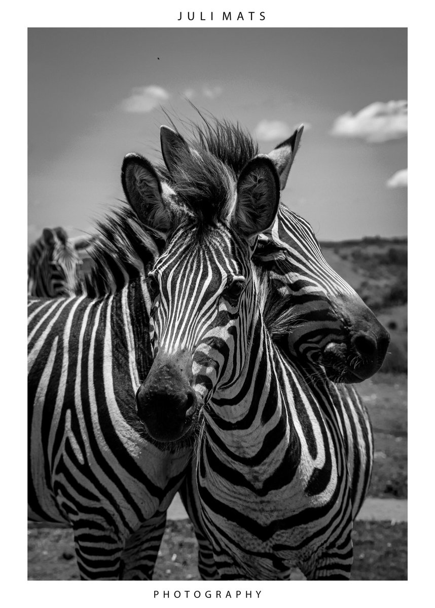 🍀Love is the greatest gift that binds us 🍀
🖼️ Zebra 🦓 
📍 @ctcconservation 
#Wildlifephotography #Naturelove