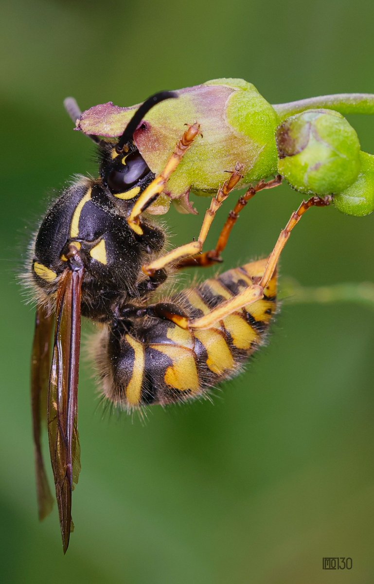 🐝🍯😋
#Macrohour
#Macrophotography 
#Makrofotografie 
#NaturePhotograhpy 
#Naturfotografie 
#Wesp