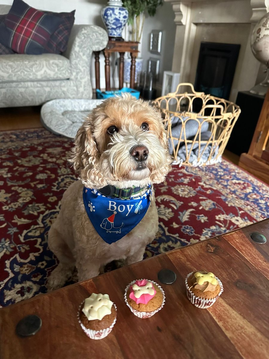 Someone is FOUR today.
Happy birthday Monty.
#Cockapoo