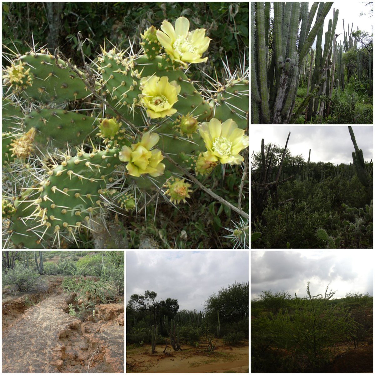 Antonio71988574's tweet photo. El cuidar y preservar el Bosque Xerófilo es tarea de todos y todas.
El semiárido se caracteriza por clima d escasas precipitaciones, alta evapotranspiración, altas temperaturas; las especies autóctonas presentan un crecimiento lento y hay q cuidar #DíaDeLaTierraNoMásCarbónEnLara https://t.co/qQiztuWUYk