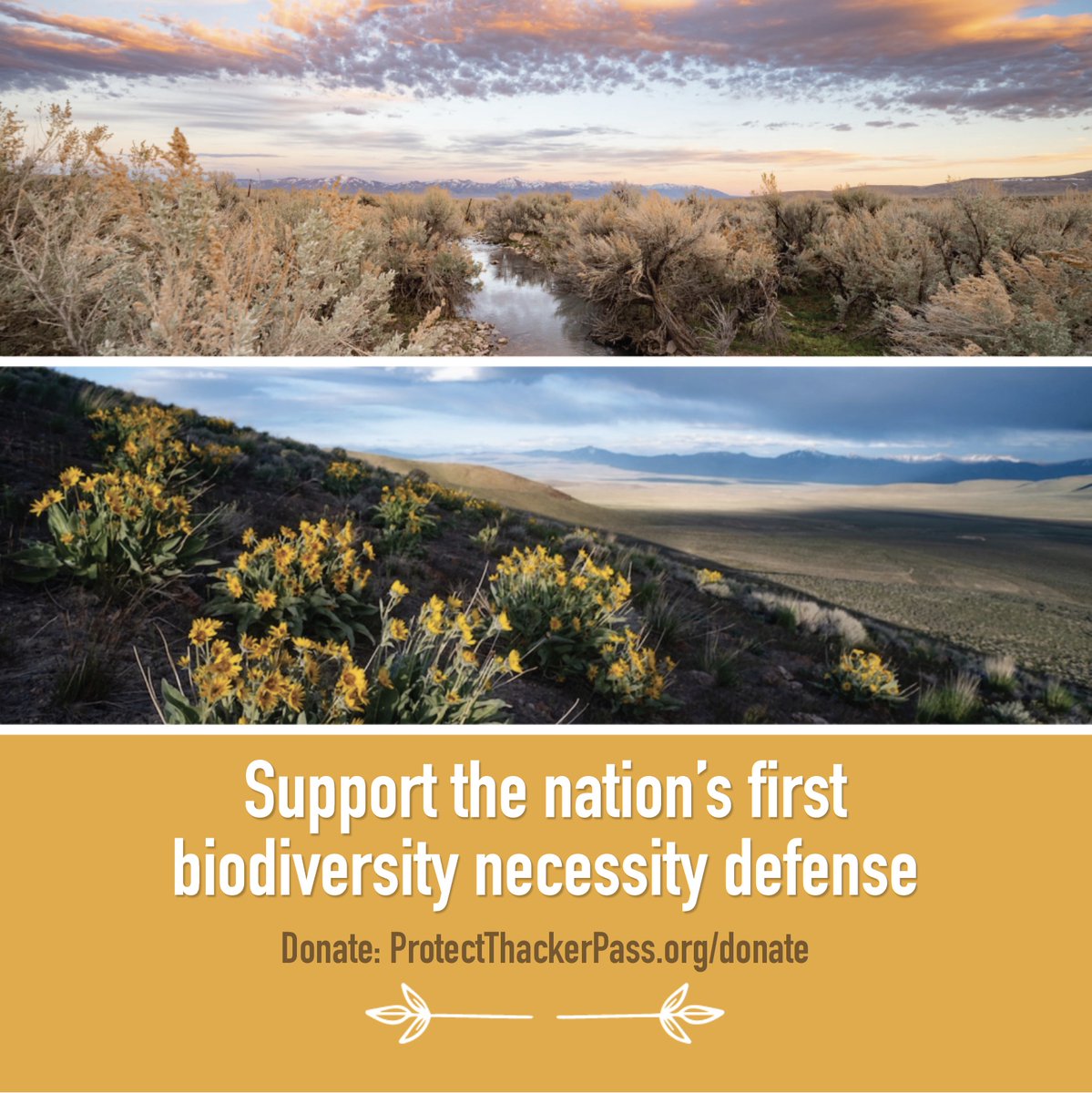 We are fundraising to support the nation's first biodiversity necessity defense. We are being sued by a large mining company for working to defend the land at Thacker Pass. Please donate if you can. Thank you supporters! protectthackerpass.org/donate/ #BiodiversityCrisis
