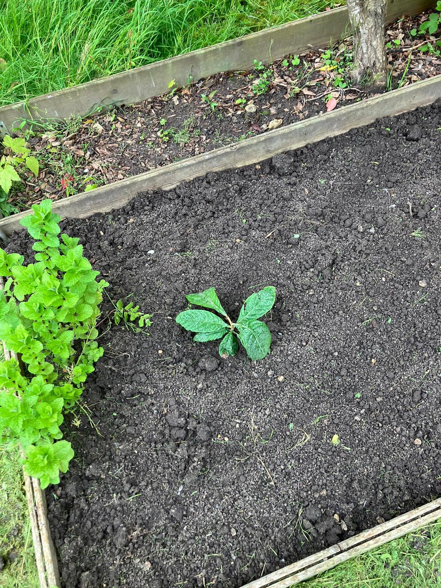 Néflier du Japon dans mon jardin ♥️♥️