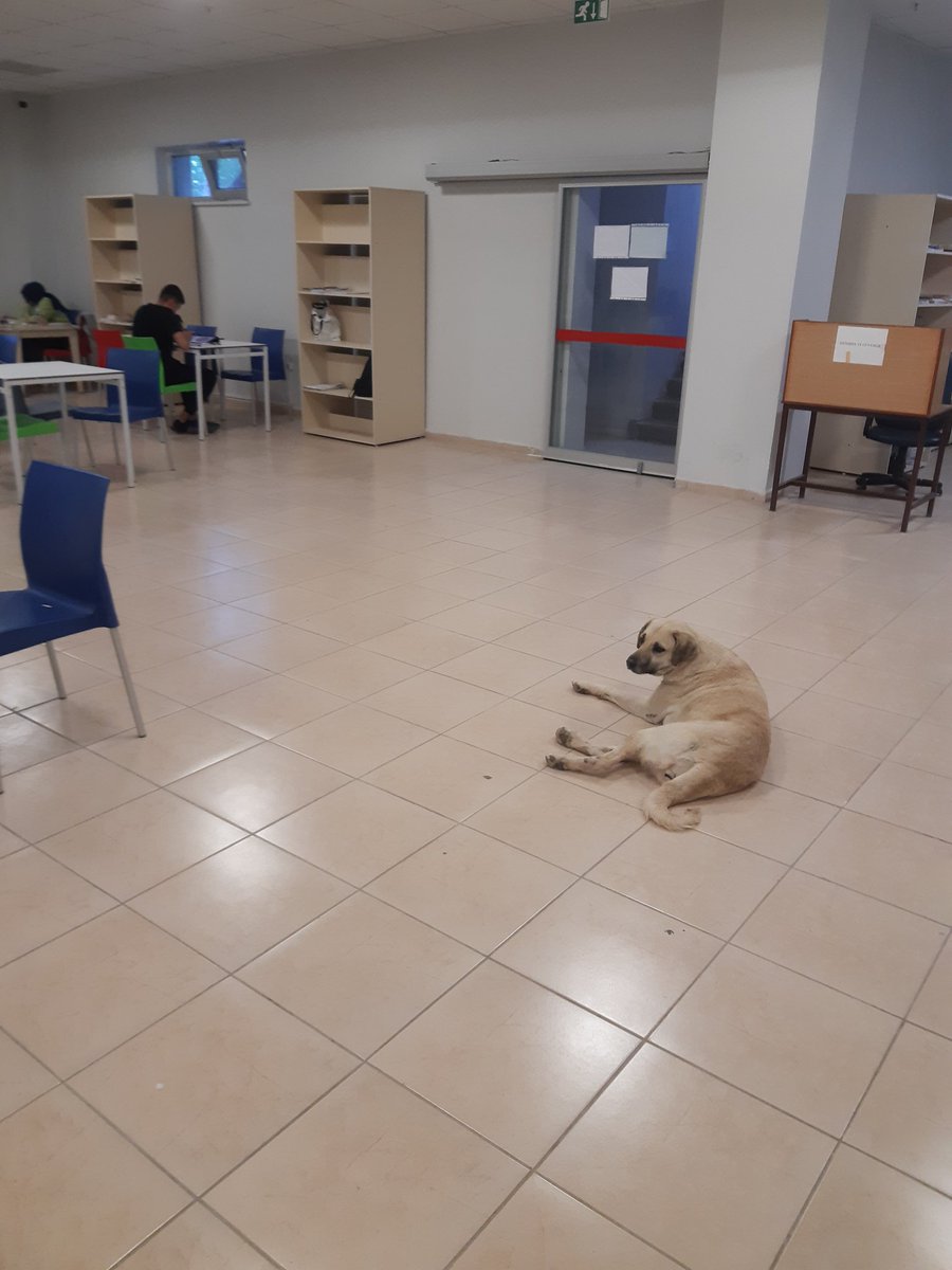 Harran Üniversitesi osmanbey kampüsündeki el battani kütüphanesinde maruz kaldığımız durum bu. Arada havlıyor poşetle girenlerin uzerine yürüyor.Masa masa dolaşıyor. Bu köpek problemi sadece kütüphanede değil+