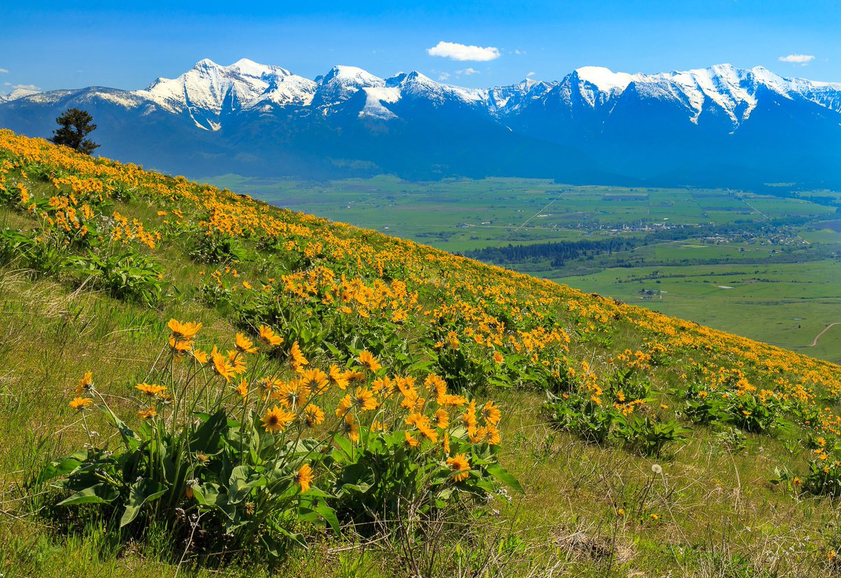 Gonna be on a mission this spring ……. #springtime #missionmountains #exploremontana #montanagram #lastbestplace #bigskycountry #montanalandscape #mountains #wildflowers