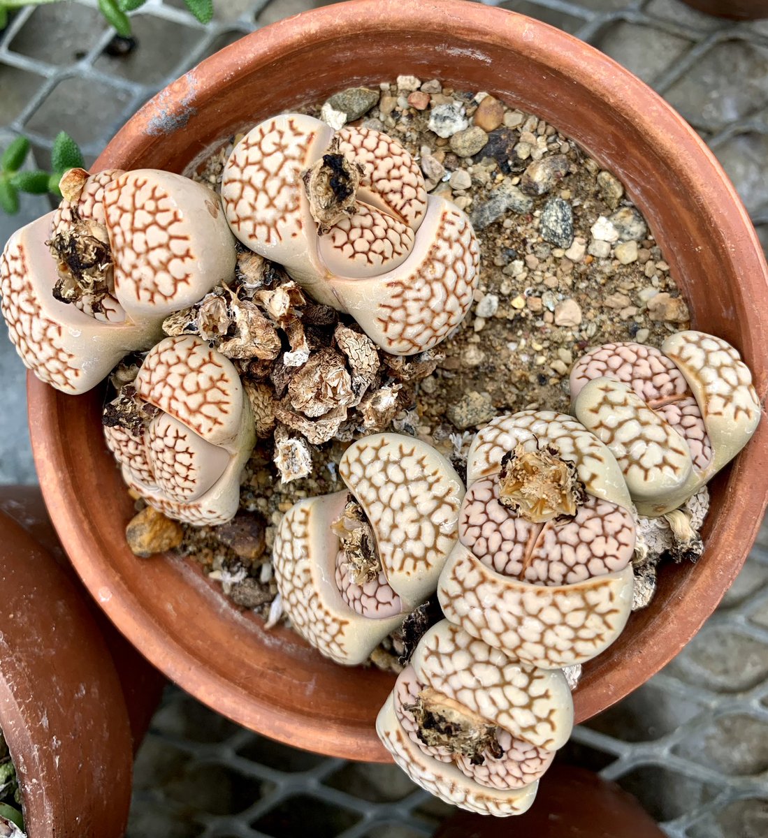 Lithops. The paired chunky parts are succulent leaves. The majority of a plant is mostly buried below soil surface. The brain-like patterns on the tips are both for camouflage & as windows to let light into the leaf. Window size correlates inversely with habitat solar irradiance.