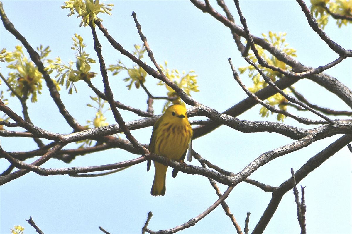 #NaturePhotograhpy Yellow Warbler