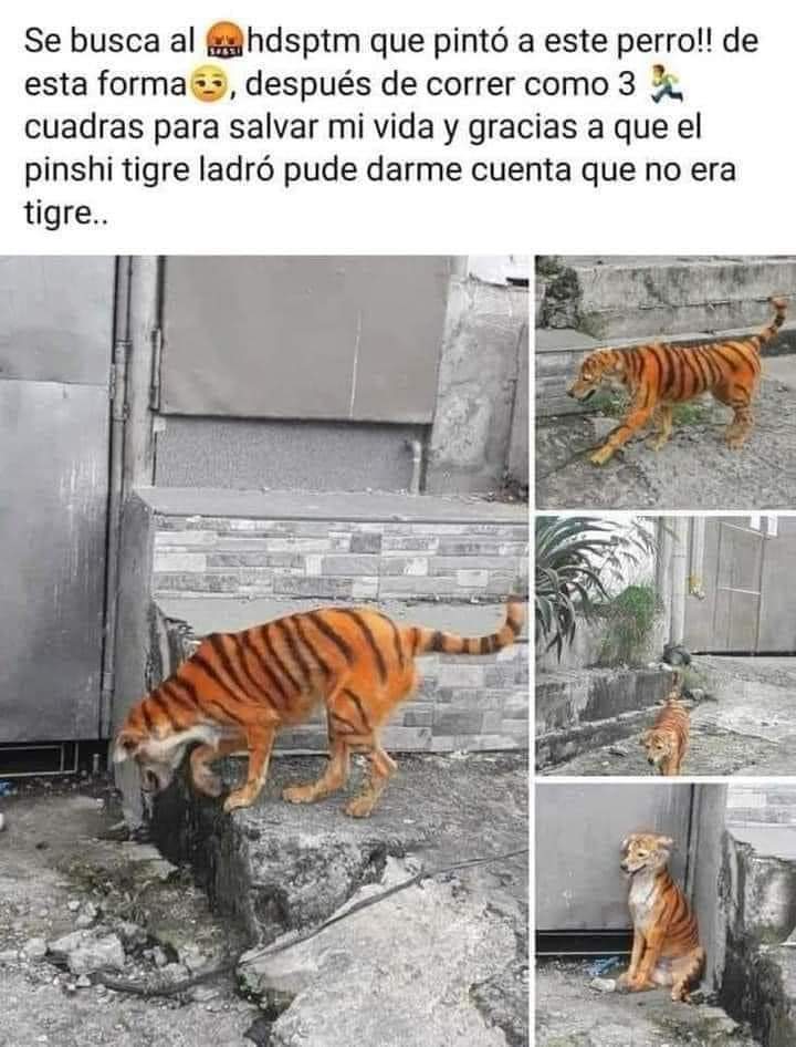 Me imagino esto cuando los putos amlovers dicen 'no le rasquen los wuevos al tigre'
Tigre amlo?
No mamen, si apenas llega a perro asoleado el pendejo viejo
#AmloAmigoDeNarcos