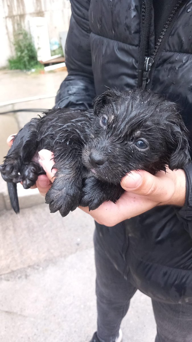 1,5 aylık civarı sırılsıklam birileri Barınağa bırakmış hiç şansı yok beslenmek bir yana ısınması bile mümkün değil değil acil Anne köpek yada bakabilecek kim varsa kurtulması için. #İstanbul Anadoku yakası Barınak İletişim 0542 215 8451 #SokakHayvanlarıSahipsizDeğil