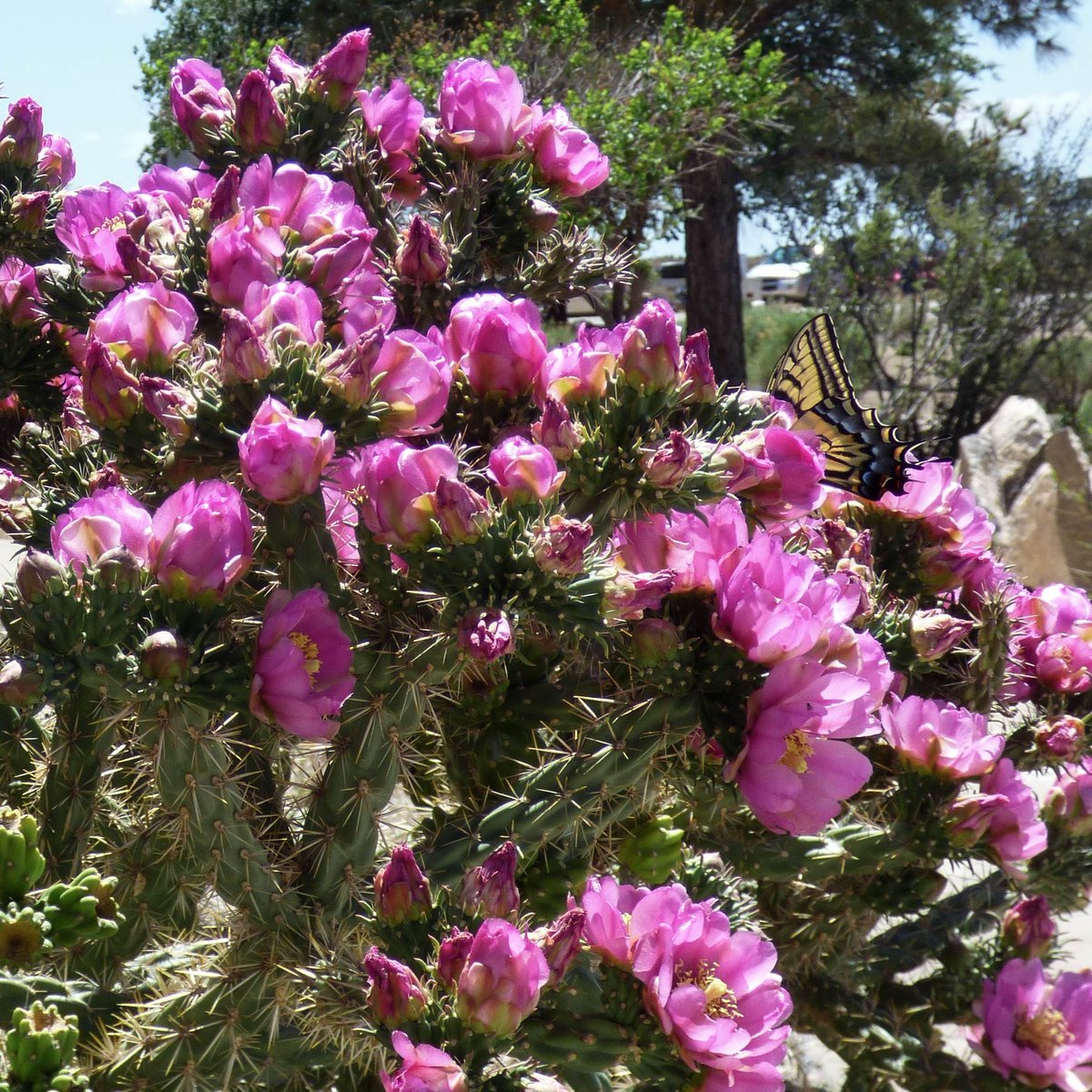 Cactus #flowers and Yellow Swallowtail butterfly. #Spring. #NewMexico