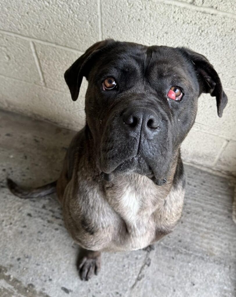 Please retweet to help Duke find a home #YORKSHIRE #UK 🔷FOR ADOPTION, REGISTERED BRITISH CHARITY🔷 'Duke the Mastiff is such a big softie! He is still a big baby at approx 1 yr old and is currently around 35kg in weight, so not a giant boy, but he does have a bit of filling out…