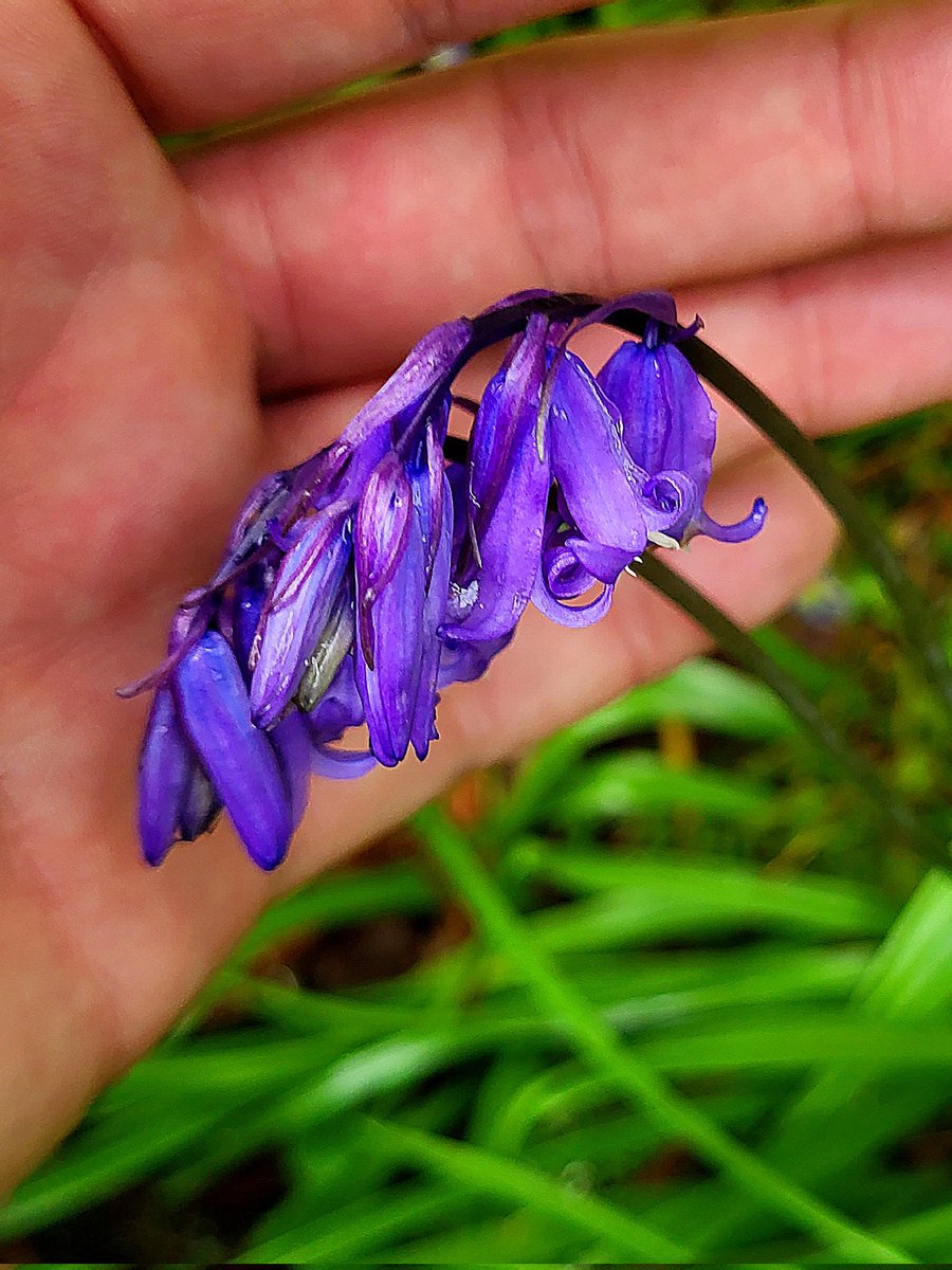 Bluebells (Hysacinthoides Non-Scripta) are out in force on forest floors and shady fields. County Clare, Ireland.
