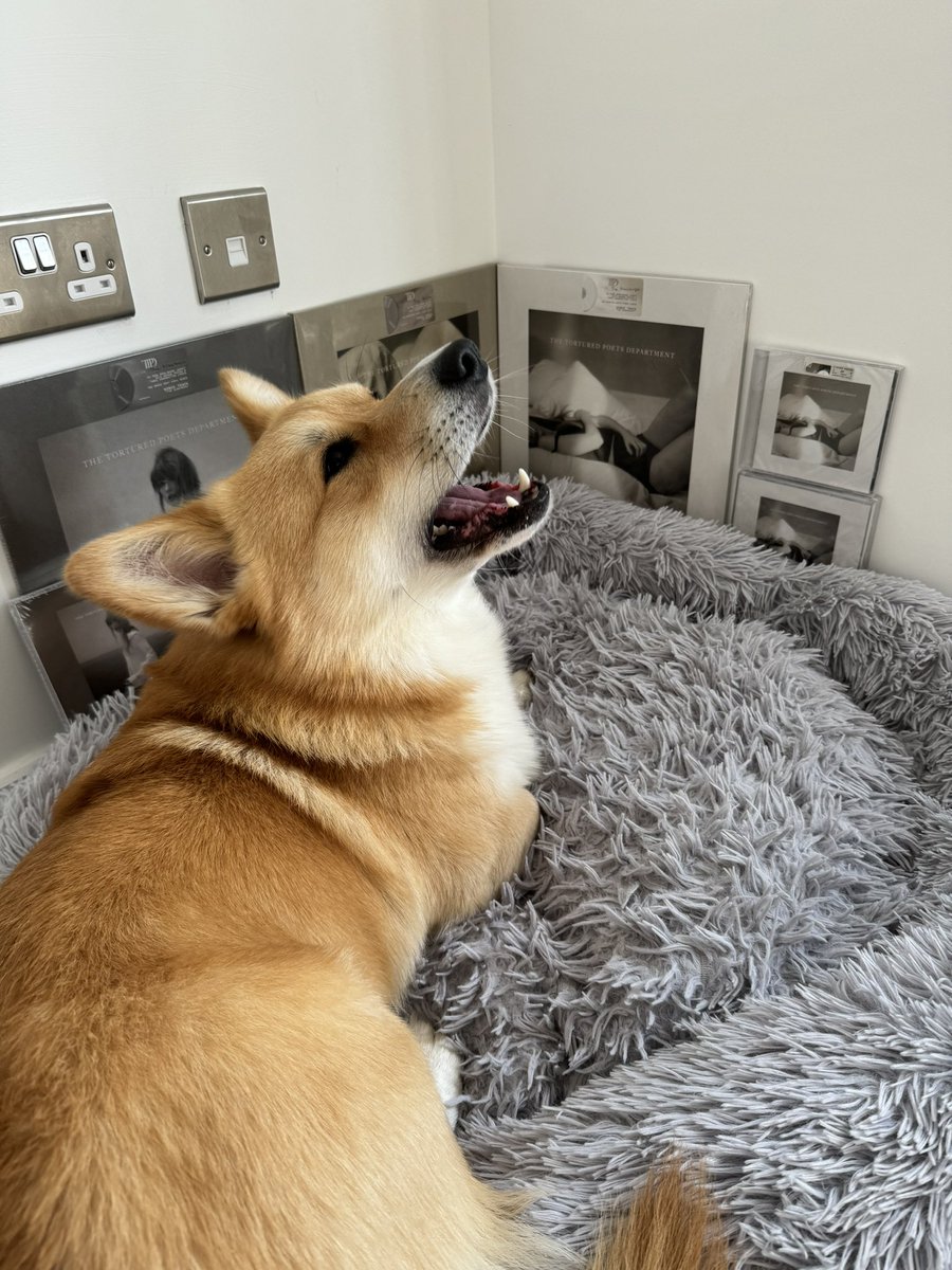 Straight from the Tortured Poets Department 🐾 #TSTTPD