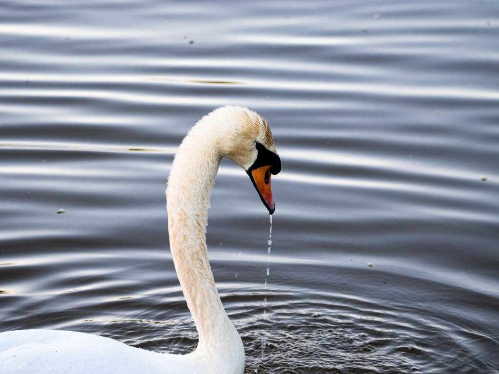 lmcwildlife's tweet photo. On a fresh spring morning, a swan's beauty is unmatched.
🦢 This serene moment is brought into sharper focus with the waterfowl preset from Birdpack, perfect for showcasing the swan’s majestic grace.
#Swan #SpringMorning #BirdPhotography #WaterfowlPreset #Birdpack https://t.co/sW8T1o44V6